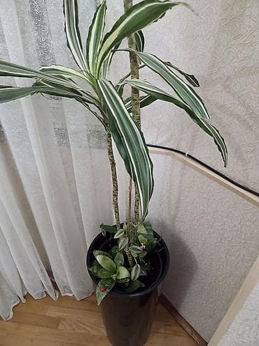 ev bitkisi: UNİKAL: Drasaena “Warneckei” (zolaqlı drasena) digər dekorativ — 3