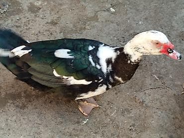 Mal-qara: Tecılı satlir xayiş edirəm boş boş yazmayın ciddi olan buyursun — 7