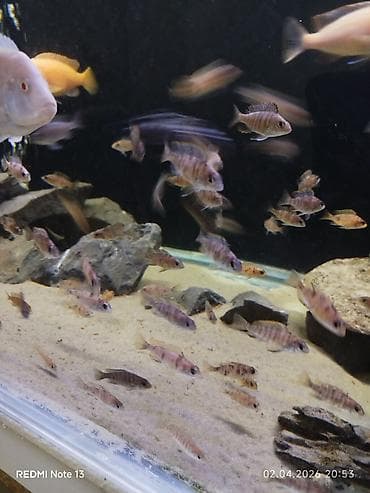 kangal balaları: Cixlid balığı, Yırtıcı, Ünvandan götürmə — 1