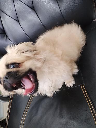 it pekines: Pekines — 4