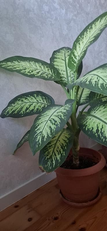 sine boyuden bitki: Dieffenbaxiya (Dieffenbachia) – iri, zolaqlı yarpaqları olan dekorativ — 8