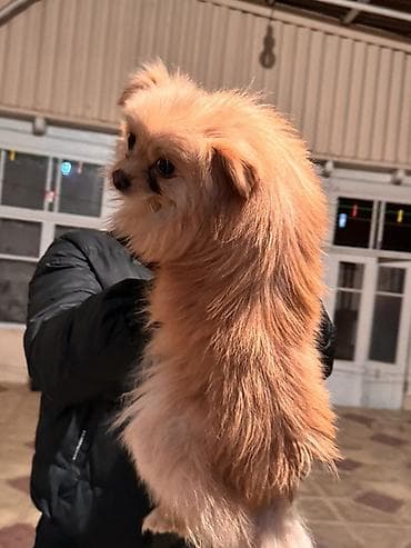 tuklu itler: Şpitz, 1 il, Erkek, Peyvəndli — 5