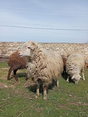 Quzular satılır dişi quzulardı sağlam heyvanlardı