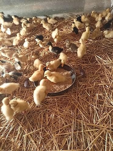 su qabi: Cücələr – ördək balaları - Növ: yerli ördək balaları (rəngləri — 2