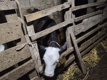 Toyota: 4 buzov satılır 1i yerli malla anqusdun qarışıqıdı 2 si simental — 3