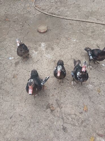 xoruzun nece rengi var: Salam lal ördəklər satılır cinsi ata zümrüd ana yerli 3 aylıq 4 xoruz — 1