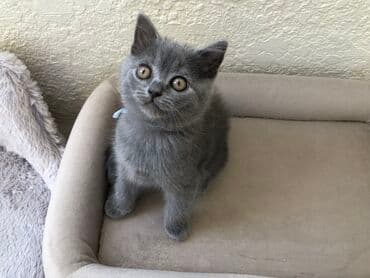 pişik şəkili: Şotland, Dişi, Erkək, Ünvandan götürmə — 24