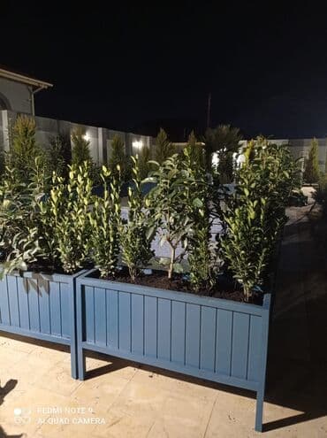 otaq bitkisi: Dibçək güldanlar. Dipçəklər bir başa sexdən.Sex qiymətinə. ♦️Endrim — 3