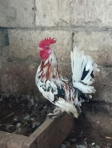 Dekorativ xoruz 9 aylıqdı– cücəboy (bantam tipli), lələkləri