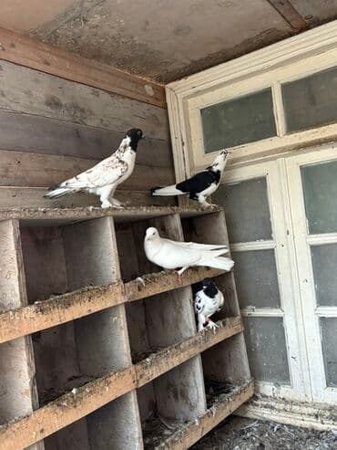 qaz və ordək: Məhsul: Qüvvəli uçuş xüsusiyyətlərinə malik ev göyərçinləri (bir neçə — 4