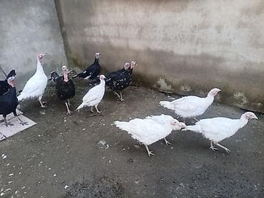 qaz balasl: Məhsul: Qaz və hind toyuqları (qarışıq sürü) Təsvir: - Ağ qazlar — 2