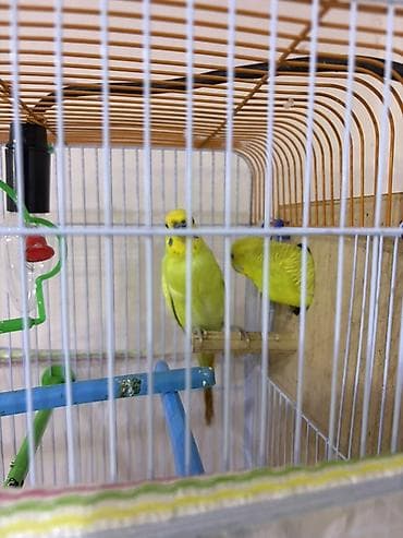 Məhsul: Dalmatin sarı rəngli cüt dalğalı tutuquşu (badiqar) və qəfəs — 1