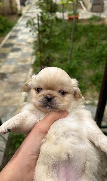 ev itleri per page 40: Pekines — 7