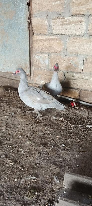 ördəyləri: Dişi, | Lal ördək, Damazlıq, Ödənişli çatdırılma — 1