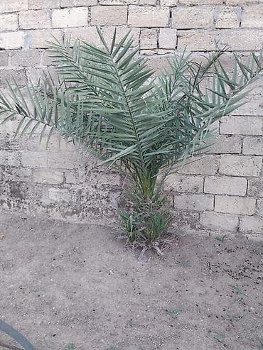 torpax sahesi: Tikinti — 5