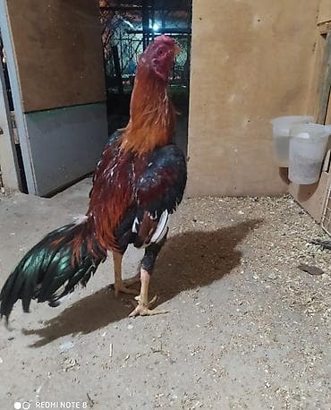 Xoruz, il: 1, Ödənişli çatdırılma