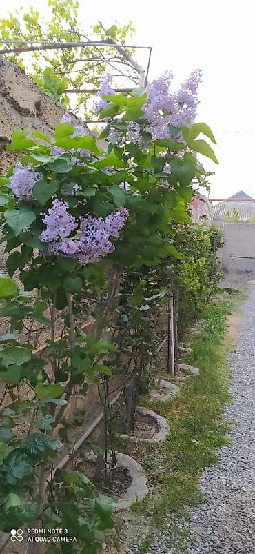 Bağ evləri: 4 otaqlı, 4 kv. m — 1