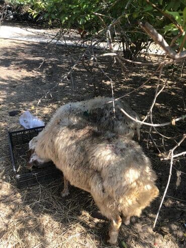 Məhsul: Qoyunlar (2 baş) Təsvir: - Şəkillərdə iki baş yerli tipli