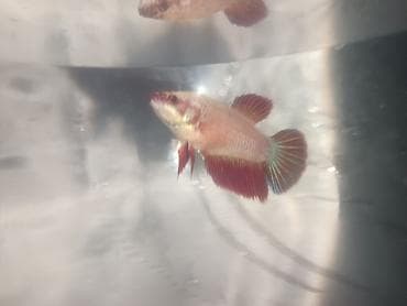 balığlar: Betta (Petuşok balığı), Sülhsevər — 5