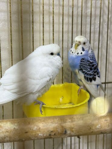 Biri erkək biri dişidir. Qəfəs satılmır.Real alıcıya endirim olunacaq