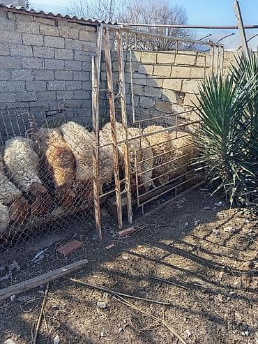 Keçilər, çəpişlər: Qoyun sürüsü satılır - Növ: yerli ətlik/südlük qoyunlar (quzu verməyə — 2