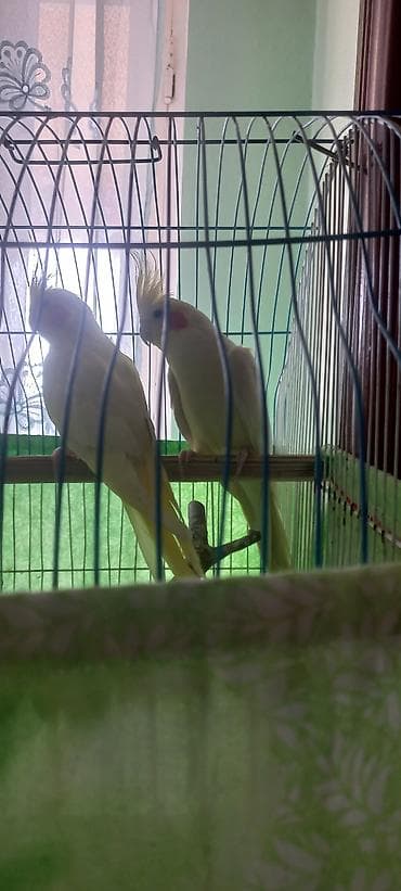 taxta yeşik: Salam Erkek Satilir Tam cute hazir Yas yarimliq.Disi uctu deye tek — 5