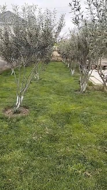dəmir qarajlar: Jeyranbaranda 8 sot torpaq sahəsində kürsülü fərdi yaşayış evi. - 3 — 7