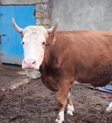 dişi dana: Satılır: balası ilə inək - Cins tip: Simmental tipli, qırmızı-ağ — 4
