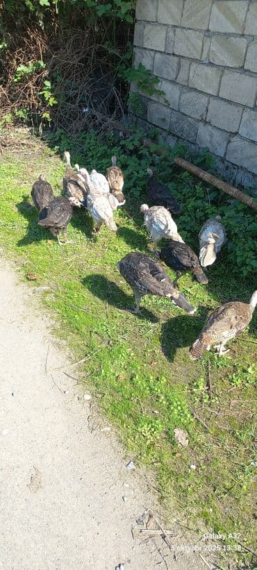 ingilis setter it cinsinin digər adı: Erkək, Damazlıq — 14