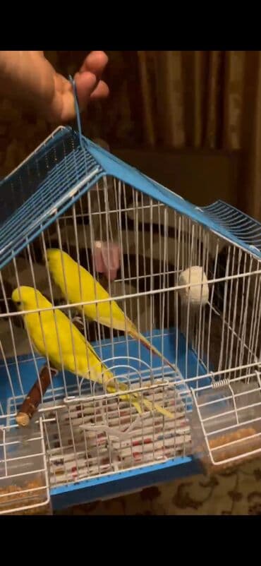 домики для кошек баку: Hazır cüt yumurtaya hazır lutinolar yuva qoy bala al — 2