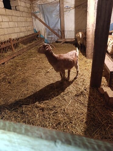 рынок животных в баку: 1 ci qarna bogaz heleb qatşq keci — 5