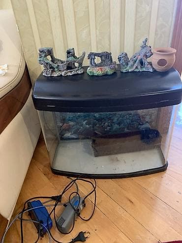 akvaryum satış: Akvaryum dəsti - Ön şüşəsi qövs formalı orta ölçülü akvaryum, qapaqlı — 1