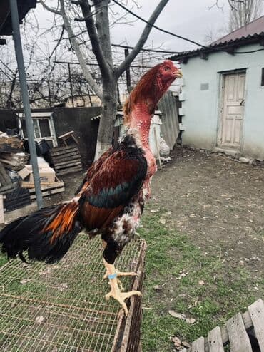 pomeranian satılır: Heyratı xoruz satılır 1 yaş 4 aylıqdı Produkt: Uzunboyun kənd — 2