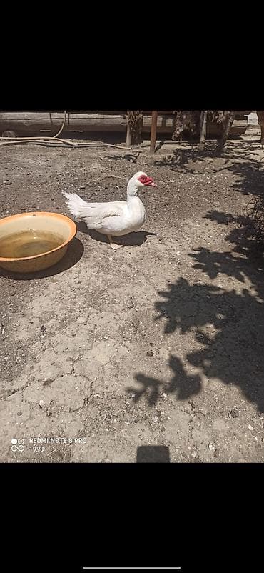 Salam bir cüt sağlam lal ördək satılır. unvan Ramana türmə teref lalafo.az -da Salam bir cüt sağlam lal ördək satılır. unvan Ramana türmə teref