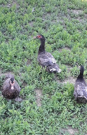 bala dovşanlar: Erkək, | Macar, Damazlıq, Pulsuz çatdırılma — 2