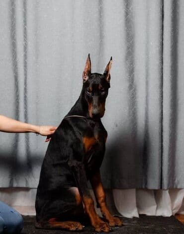 Akvariumlar: Doberman, 2 ay, Erkek, Sənədli, Pulsuz çatdırılma — 8