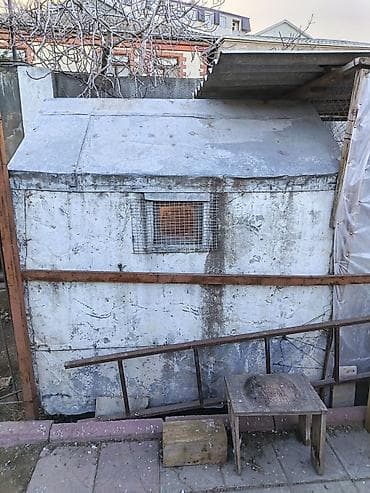 tutuquşu qiymetleri: Quwdarı satmışam yuvanıda satıram qiymet sondu mownuda yiğlma damdı — 2