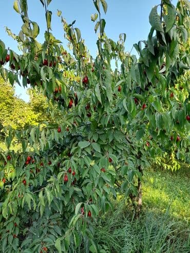 копилка на 100 тысяч таблица: Qusarin kendi 10 km arligda gozel ponramali yerdi tecili satilir — 9