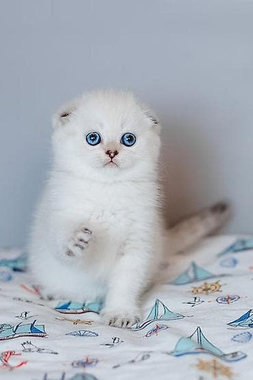 pişik tualet: Şotland — 7