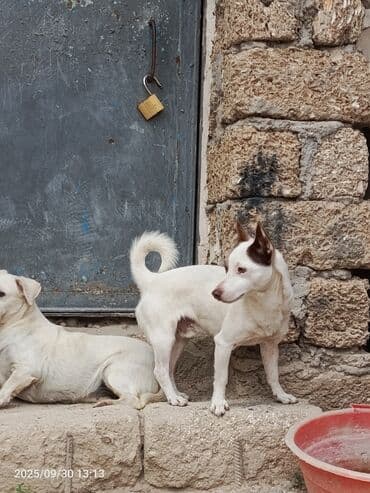 bakıda it satışı: 1 il, Erkek — 1