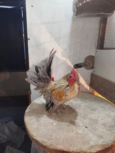 Salam tam sağlam heyvandı boş bekar adamlar narahat etməsin