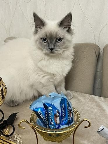 mingəcevir pişik: Britan, Dişi, Yaxşı əllərə — 2