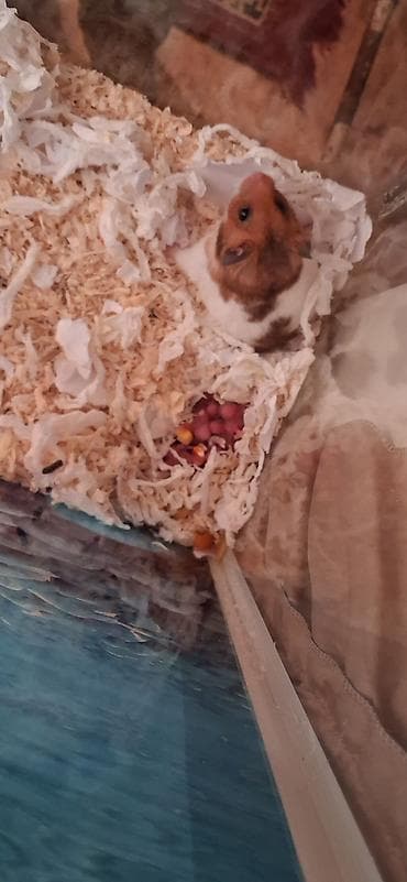 Xomyak balaları 😍 Elə indicə al və körpəlikdən saxla 🫶🏻 Şahrux Xanın — 2