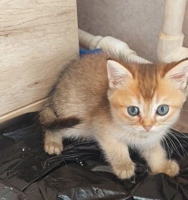 1 azn pişik: Şotland, Erkək, Dişi, Yaxşı əllərə, Ünvandan götürmə — 12