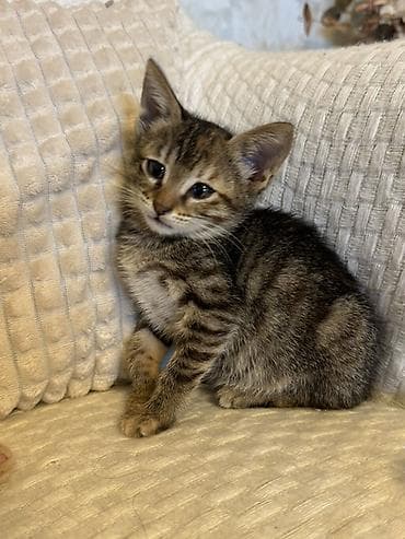 balaca xaski: Tabbi, Dişi, Yaxşı əllərə, Ünvandan götürmə, Pulsuz çatdırılma — 3