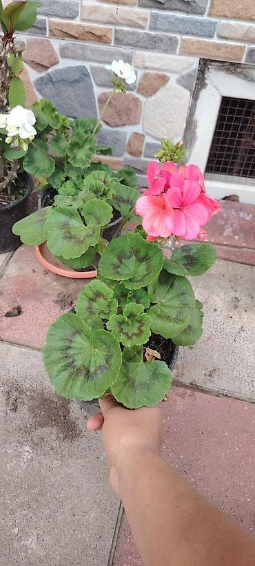 geran gulu haqqinda: Pelargonium (qərənfilgülü) kolleksiyası – müxtəlif sortlar - Çiçək — 2