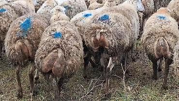 Digər heyvanlar: Otlaqda otlayan bir sürü qoyun. Qoyunların əksəriyyəti açıq rəngli — 10