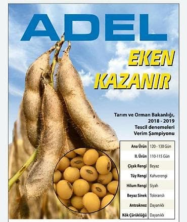 Soya toxumu. Yüksək verimli. Qurağa davamlı. Türkiyə istehsalı lalafo.az -da Soya toxumu. Yüksək verimli. Qurağa davamlı. Türkiyə istehsalı