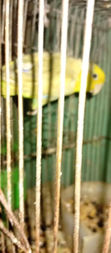 ereb ati satilir: Salam 1 cüt korella 70 manata.bala almışam 4 ədəd elada baxırlar 1 — 5