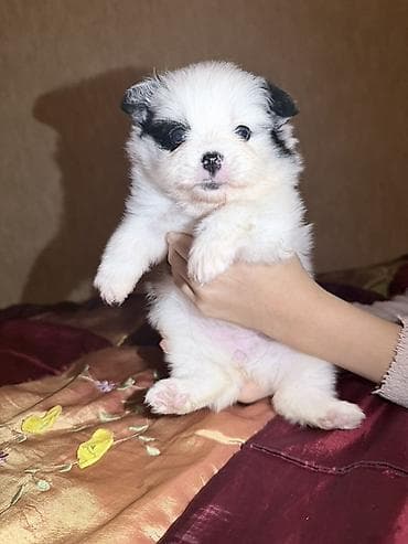 heyvanların cütləşməsi: Şpitz, 2 ay, Dişi — 2